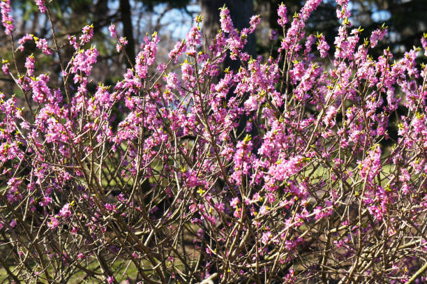 ダフネメ�ゼリウムまたは2月のダフネまたはメゼリオンまたはスパージ月桂樹ピンクの春の花 - arden ストックフォトと画像