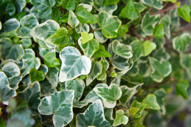 hedera helix glacier lierlier feuillage vert - ivy photos et images de collection