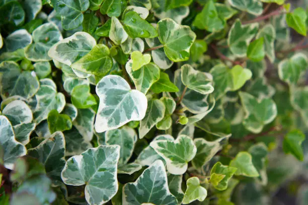 hedera helix glacier ivy green foliage