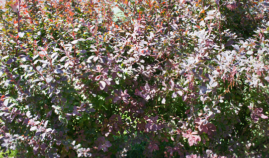 Unripe blueberries on blueberry trees