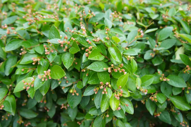 Photo of Cotoneaster lucidus or shiny cotoneaster green shrub background