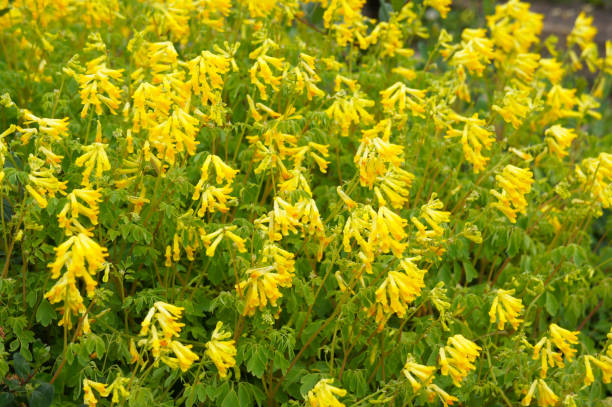 코리달리스 루테아 또는 바위 연기 노란 꽃 - corydalis 뉴스 사진 이미지