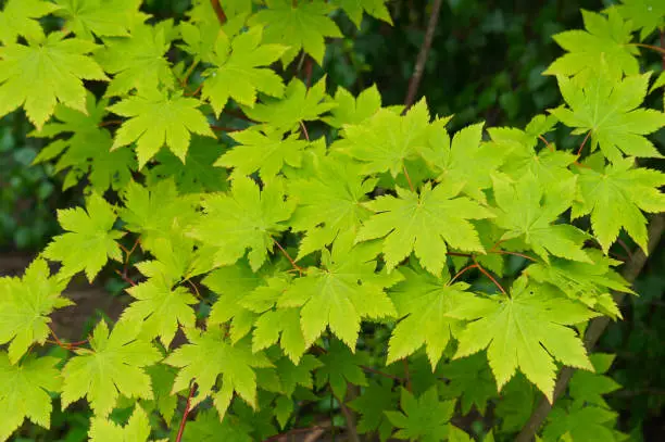 Acer japonicum  downy japanese-maple or fullmoon maple green foliage