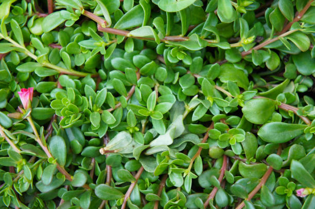 Aptenia cordifolia or heartleaf iceplant or baby sun rose green plant background Aptenia cordifolia or heartleaf iceplant or baby sun rose green plant background heartleaf iceplant aptenia cordifolia stock pictures, royalty-free photos & images