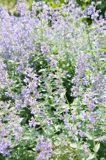 nepeta faassenii walker's low catmint and faassen's catnip purple flowers nepeta faassenii walker's low catmint and faassen's catnip purple flowers nepeta faassenii stock pictures, royalty-free photos & images