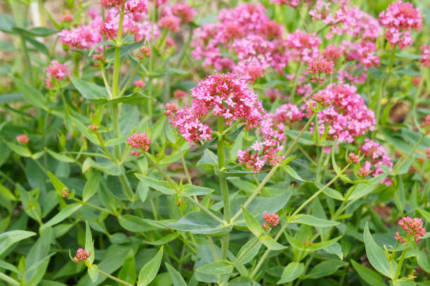 istock Centranthus ruber red valerian flowers with green 1160602539