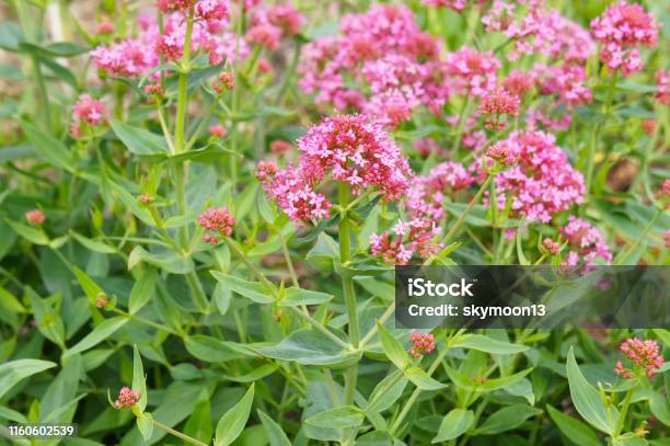 Centranthus Ruber Red Valerian Flowers With Green Stock Photo - Download Image Now - Beard, Plant, Blossom
