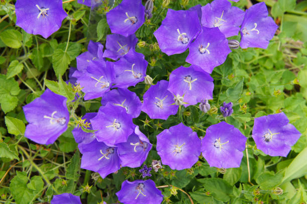 campanula carpatica azul clips tussock bellflower - campánula fotografías e imágenes de stock