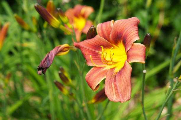 istock Hemerocallis rediculious daylilly orange red flowers with green 1160602552