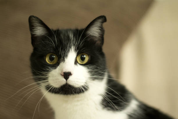 면역 결핍이있는 흑백 고양이. 2세 반 - immunodeficiency 뉴스 사진 이미지