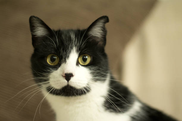 istock Black and white cat with immunodeficiency. Two and a half years of age 1160602988