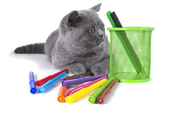 The charming, gray, fluffy purebred British kitten, a glass with multi-colored felt-tip pens, pencils on the table, on a white background. welcome to school