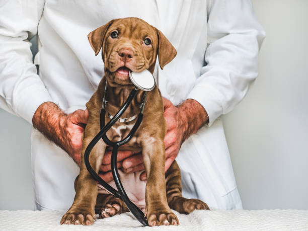 giovane, affascinante cucciolo e medico veterinario. primo piano - vet veterinary medicine puppy dog foto e immagini stock