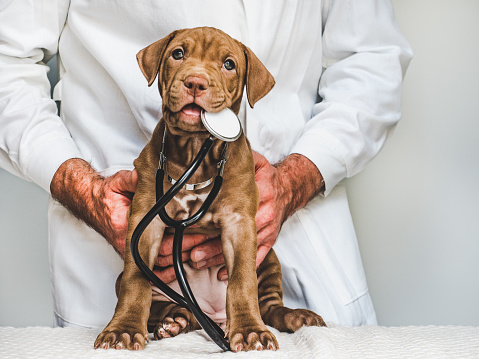 Young, charming puppy at the reception at the vet doctor. Close-up, isolated background. Studio photo. Concept of care, education, training and raising of animals