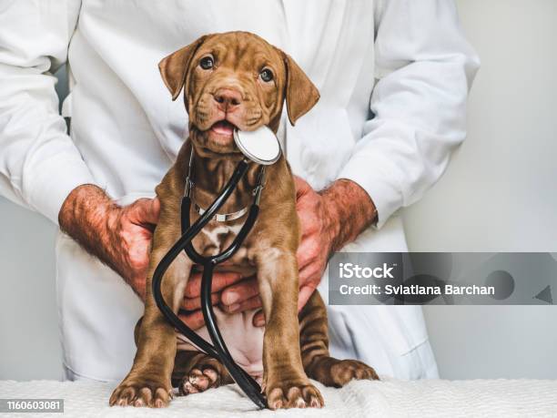 Young Charming Puppy And Vet Doctor Closeup Stock Photo - Download Image Now - Veterinarian, Dog, Animal Hospital