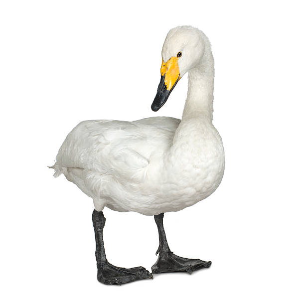 istock Mute Swan - Cygnus olor 116060321