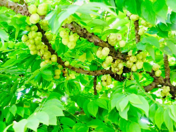 Fresh Star Gooseberries With Stem and Green Leaves Hanging on Tree Branches.