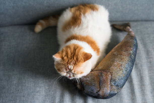 istock Exotic shorthair cat sleep on fish pillow 1160605084