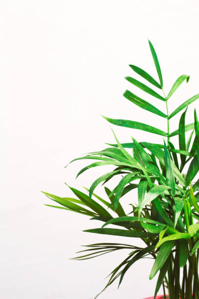 istock houseplant green mini palm tree dracaena against a gray wall with space for text 1160605086