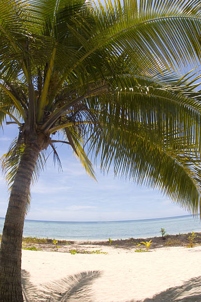 palmera - foto de stock