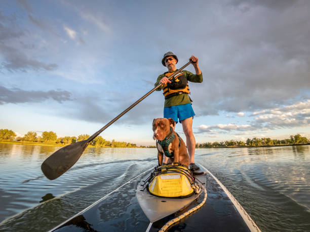 istock stand up paddling with a pitbull dog 1160607084