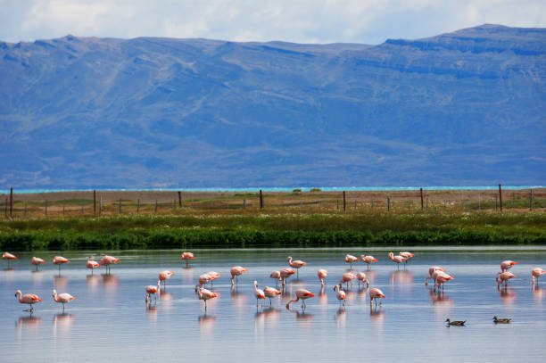 Laguna Nimez reserve