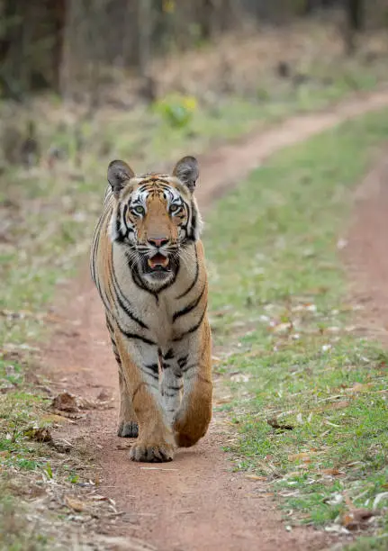 Photo of Sub-adult Male tiger from Kolsa Zone walkingin the road  at Tadoba Andhari Tiger Reserve,Chandrapur,Maharashtra,India