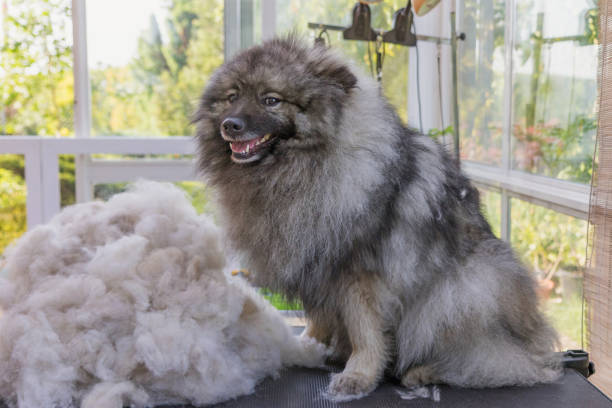Smiling Wolf Spitz is sitting on a groomer table next to a pile of hairs after trimming.The dog is looking at the camera.