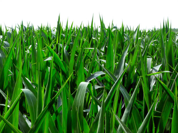 istock corn field detail with lush green pointy leaves with clear white sky 1160609718