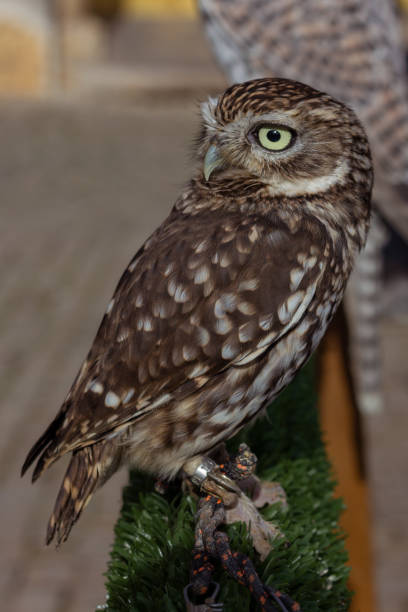 istock Small owl looking at the horizon 1160610610