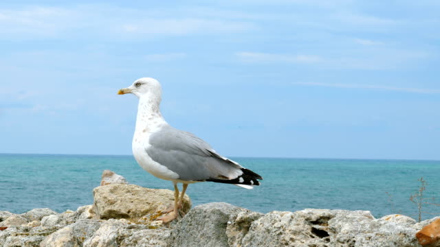 A seagull stands on a stone wall near the sea.