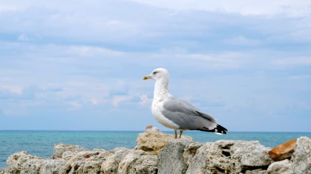 A seagull stands on a stone wall near the sea.