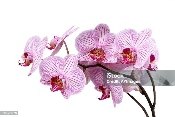 Orchidea Phalaenopsis A Righe - Fotografie stock e altre immagini di Bellezza naturale - Bellezza naturale, Capolino, Clima tropicale