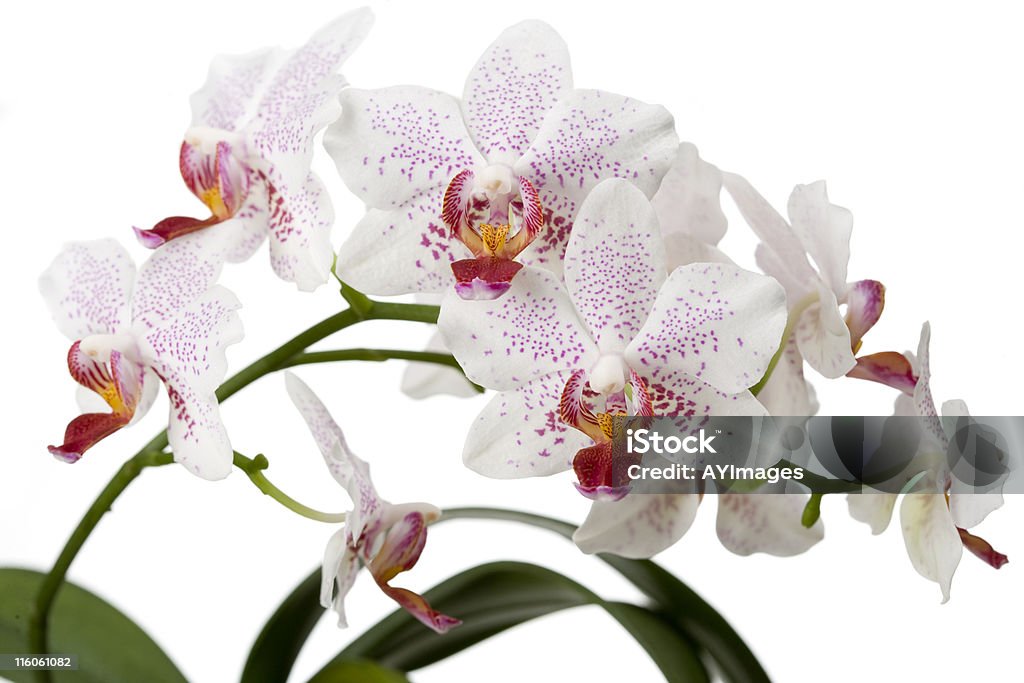 Orchid - Zbiór zdjęć royalty-free (Orchidea)