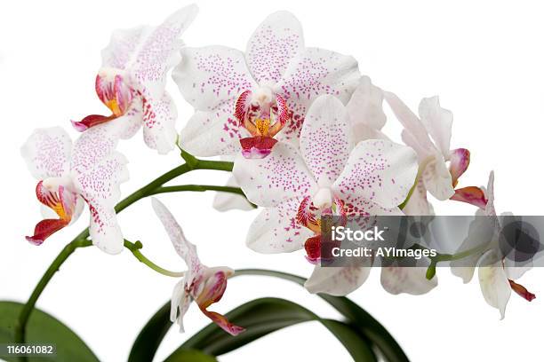Orchid - zdjęcia stockowe i więcej obrazów Orchidea - Orchidea, Kropkowany, Biały