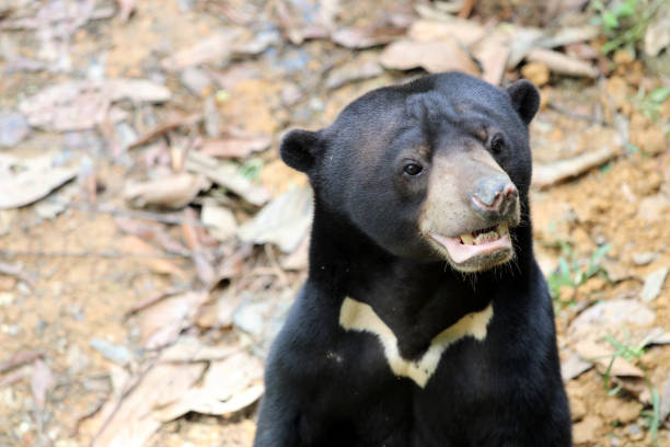 istock sun bear (Helarctos malayanus) - Borneo Malaysia Asia 1160611002