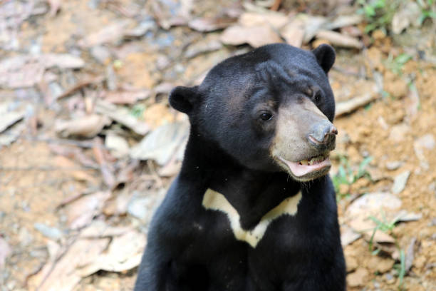 istock sun bear (Helarctos malayanus) - Borneo Malaysia Asia 1160611635