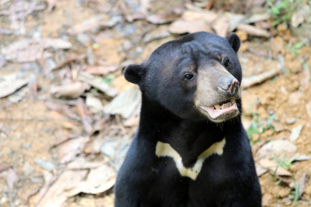 istock sun bear (Helarctos malayanus) - Borneo Malaysia Asia 1160611776
