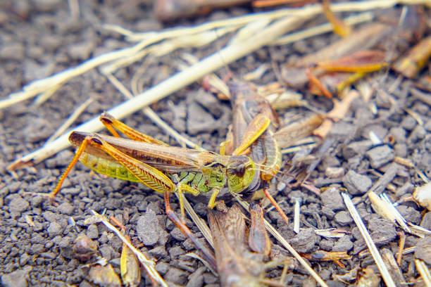 istock Locusts on the ground. Macro, close-up. Locust invasion 1160611907