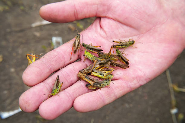 a lot of locusts on a man's palm - locust invasion imagens e fotografias de stock