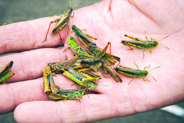 a lot of locusts on a man's palm - locust invasion imagens e fotografias de stock