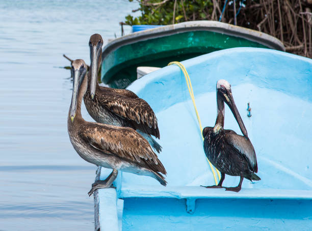 istock 3 Pelican on a Fishing Boat 1160613409