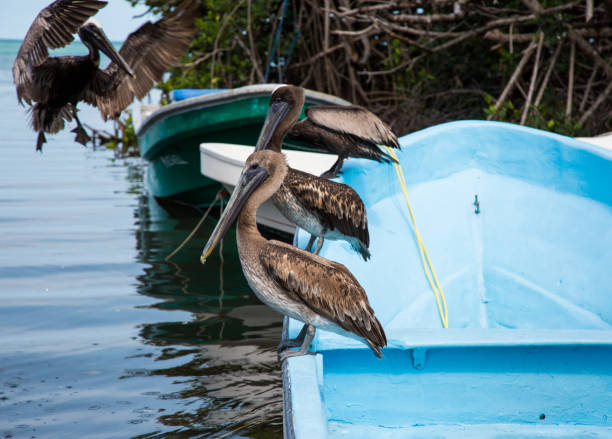 Pelican on a Fishing Boat Waiting for Fish