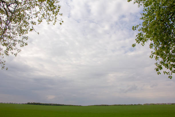 field on a background of the blue sky