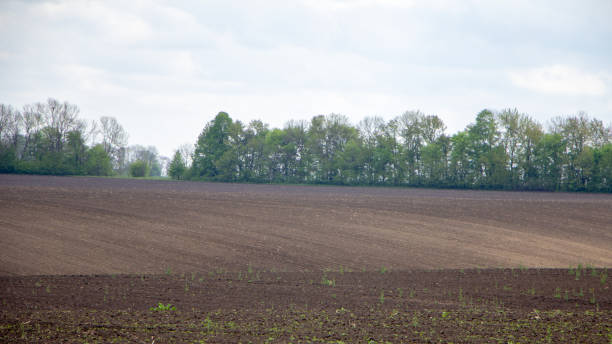 istock Black fertile soil on a sprinkled spring field. Landscape 1160615693