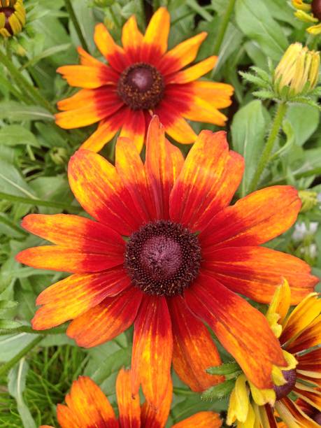istock Rudbeckia Summerina flowers 1160616184
