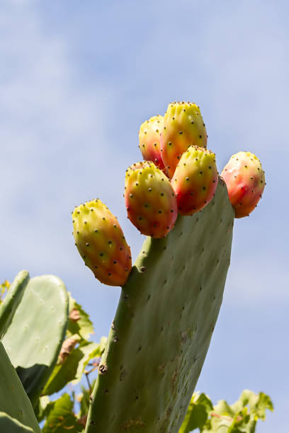 istock Prickly Pear ripe fruit on a branch 1160616244