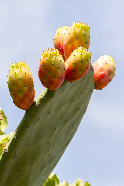 istock Ripe Prickly Pear on a branch from Apulia, Italy 1160616251