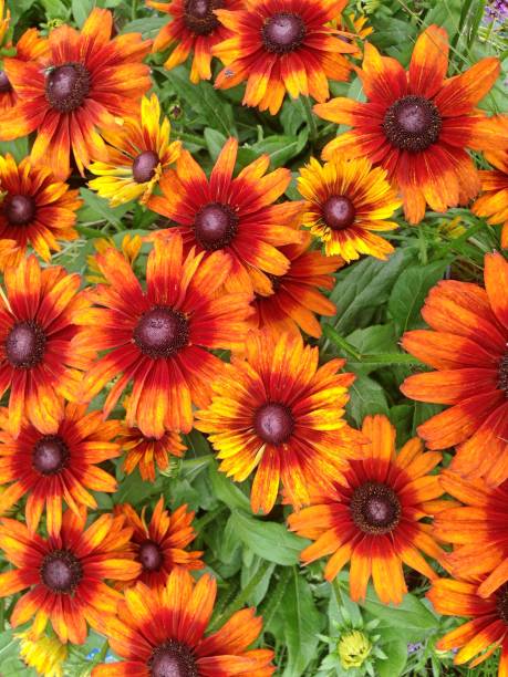 istock Rudbeckia Summerina flowers 1160616304