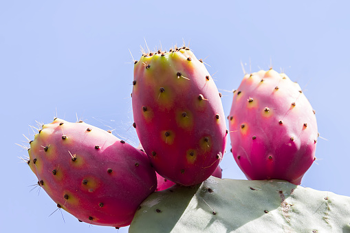 Prickly pear cactus with fruit and cactus spines, fichi d'india are a typical fruit of the south of Italy, growing in Apulia, Sicily